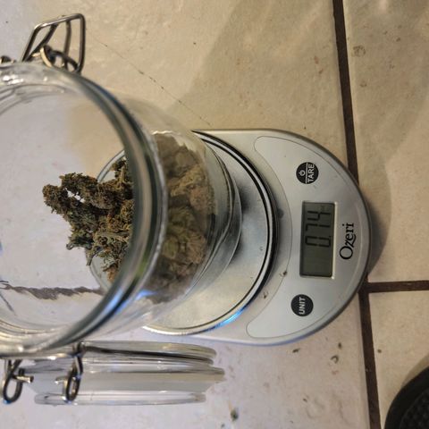 White widow  growlog timeline photo