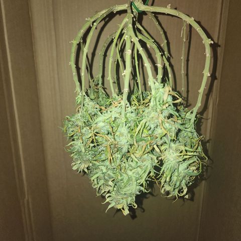 White widow  growlog timeline photo