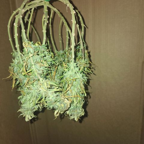 White widow  growlog timeline photo