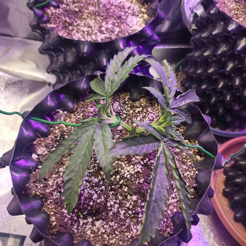 Juicy Fruit #1 growlog timeline photo
