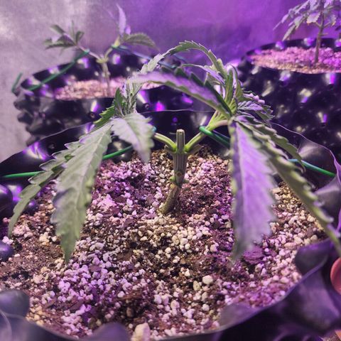Juicy Fruit #1 growlog timeline photo