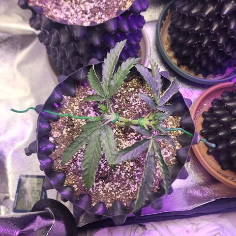 Juicy Fruit #1 growlog timeline photo