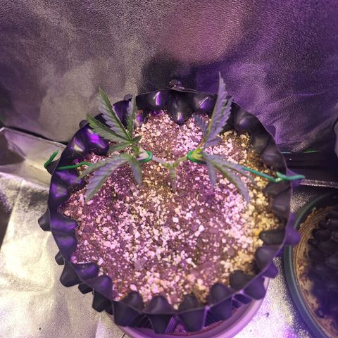 Juicy Fruit #3 growlog timeline photo