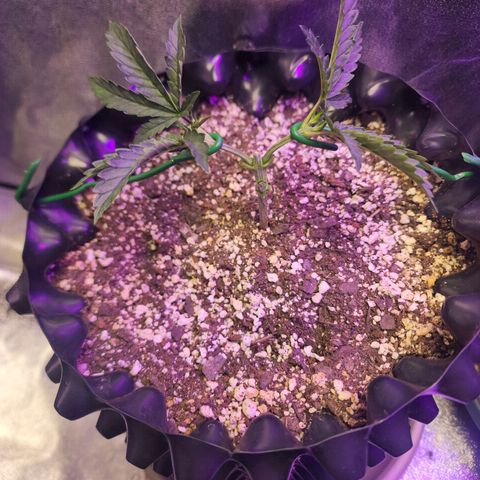 Juicy Fruit #3 growlog timeline photo