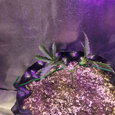 Juicy Fruit #3 growlog timeline photo