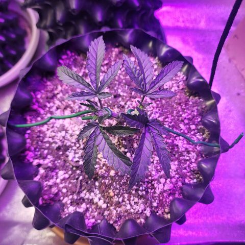 Juicy Fruit #2 growlog timeline photo