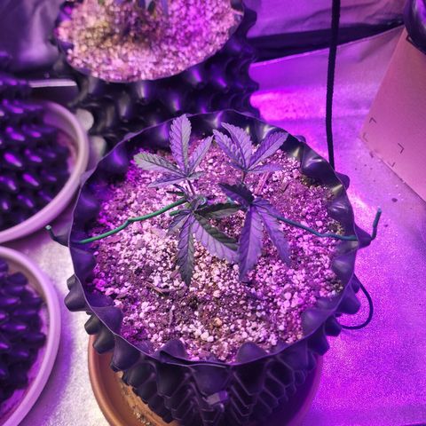 Juicy Fruit #2 growlog timeline photo