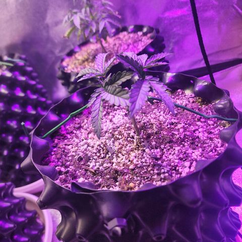 Juicy Fruit #2 growlog timeline photo