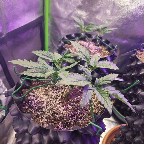 Juicy Fruit #1 growlog timeline photo