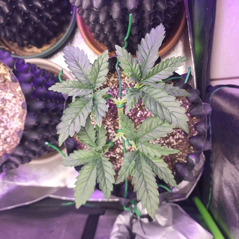 Juicy Fruit #1 growlog timeline photo