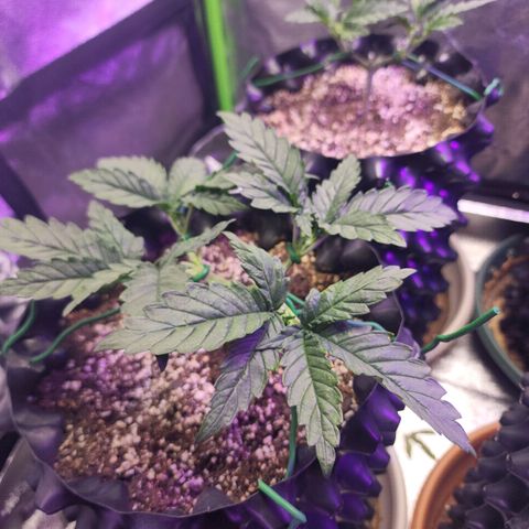 Juicy Fruit #1 growlog timeline photo