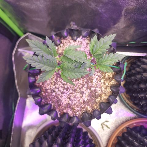 Juicy Fruit #3 growlog timeline photo