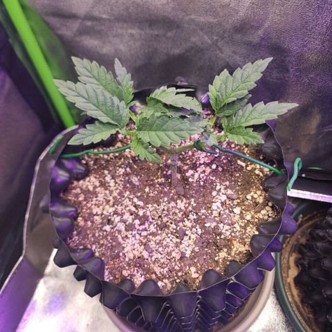 Juicy Fruit #3 growlog timeline photo