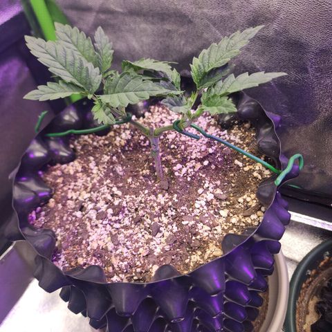 Juicy Fruit #3 growlog timeline photo