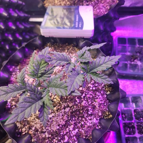 Juicy Fruit #2 growlog timeline photo