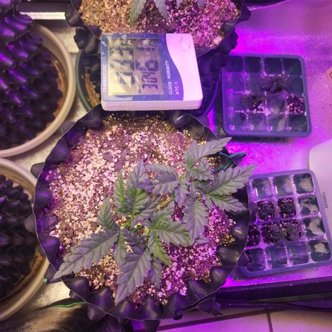 Juicy Fruit #2 growlog timeline photo