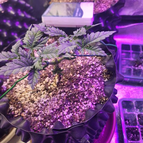 Juicy Fruit #2 growlog timeline photo