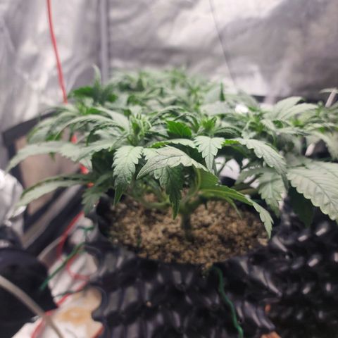 Juicy Fruit #1 growlog timeline photo