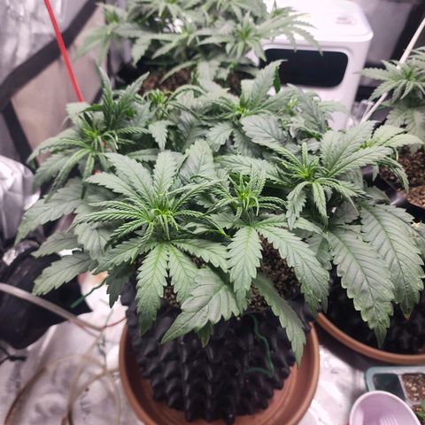 Juicy Fruit #1 growlog timeline photo