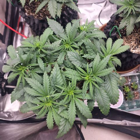 Juicy Fruit #1 growlog timeline photo