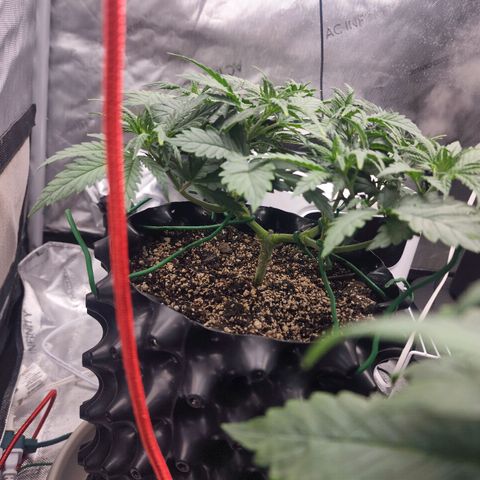 Juicy Fruit #3 growlog timeline photo