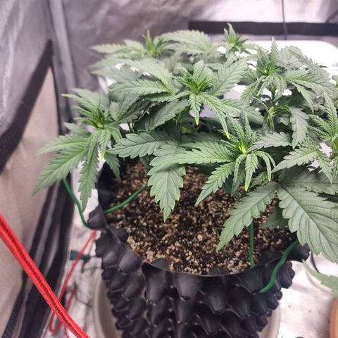 Juicy Fruit #3 growlog timeline photo