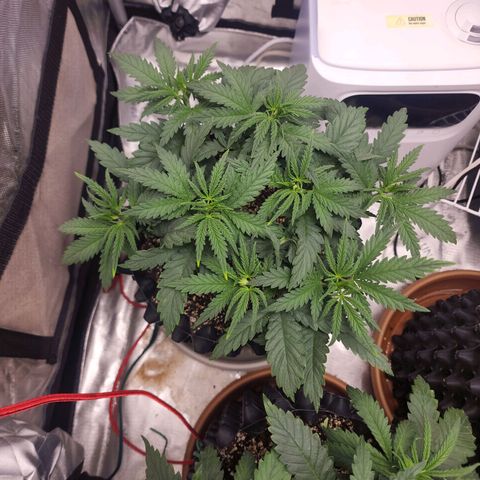 Juicy Fruit #3 growlog timeline photo