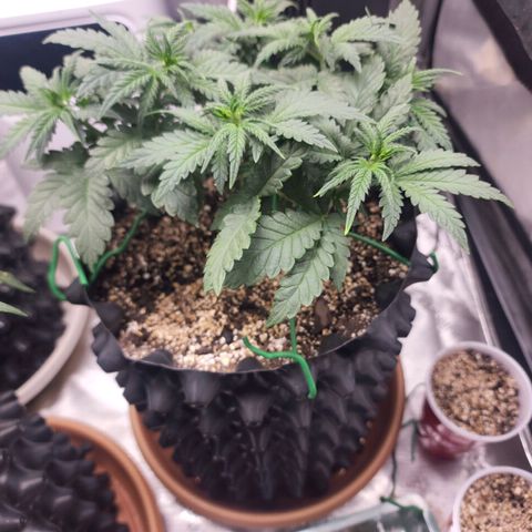 Juicy Fruit #2 growlog timeline photo