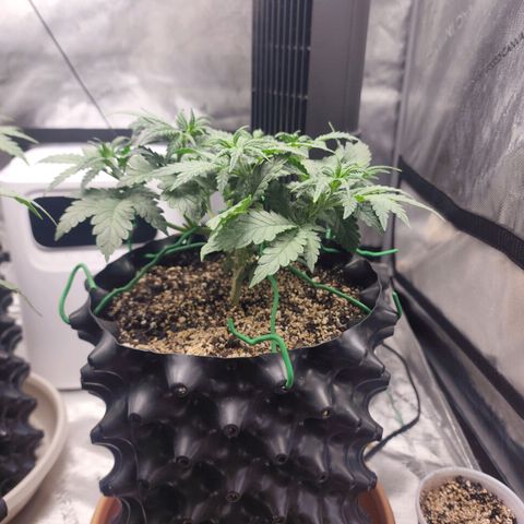 Juicy Fruit #2 growlog timeline photo
