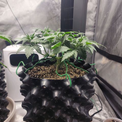 Juicy Fruit #2 growlog timeline photo