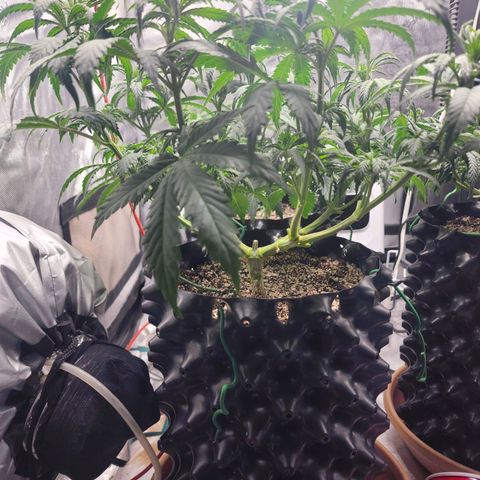 Juicy Fruit #1 growlog timeline photo