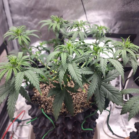 Juicy Fruit #3 growlog timeline photo