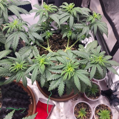 Juicy Fruit #2 growlog timeline photo