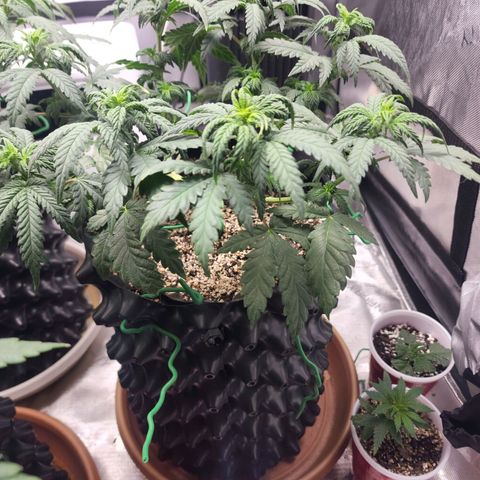 Juicy Fruit #2 growlog timeline photo