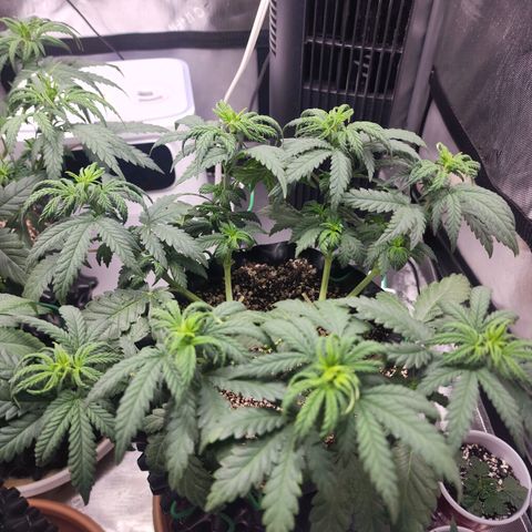 Juicy Fruit #2 growlog timeline photo
