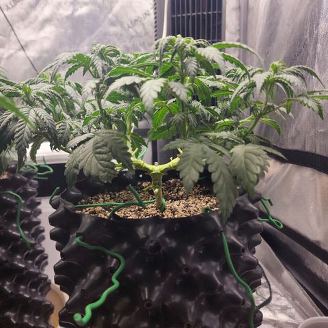 Juicy Fruit #2 growlog timeline photo