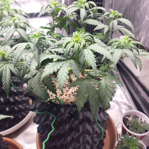 Juicy Fruit #2 growlog timeline photo
