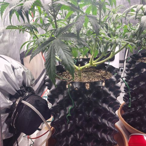 Juicy Fruit #1 growlog timeline photo