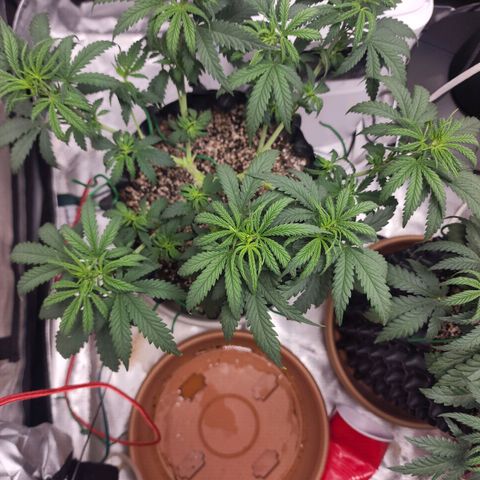 Juicy Fruit #3 growlog timeline photo