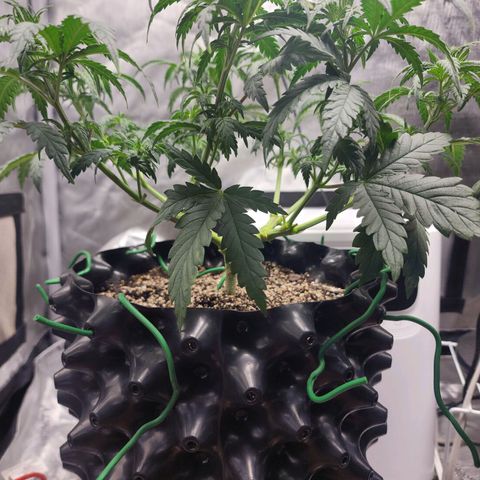 Juicy Fruit #3 growlog timeline photo