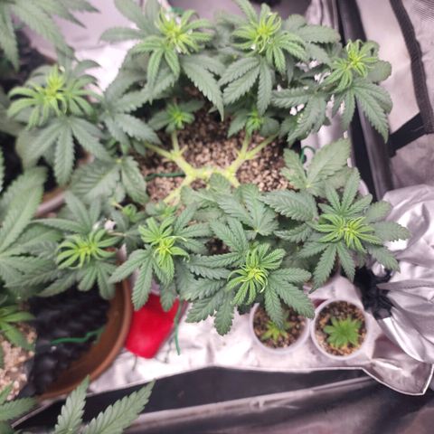 Juicy Fruit #2 growlog timeline photo