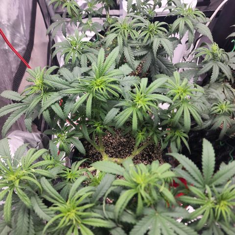 Juicy Fruit #1 growlog timeline photo