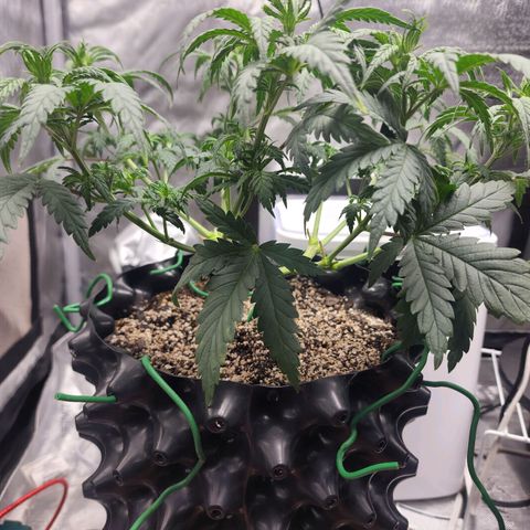Juicy Fruit #3 growlog timeline photo