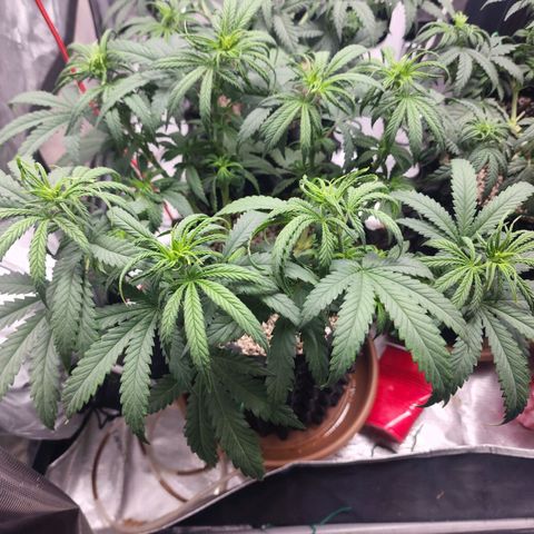 Juicy Fruit #1 growlog timeline photo