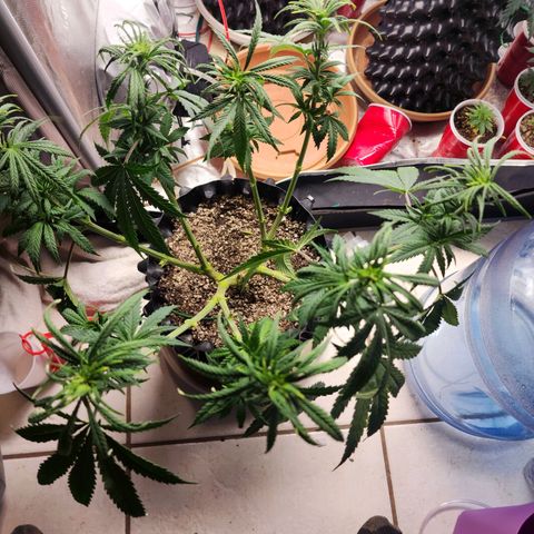 Juicy Fruit #1 growlog photo: Defoliate before flower 