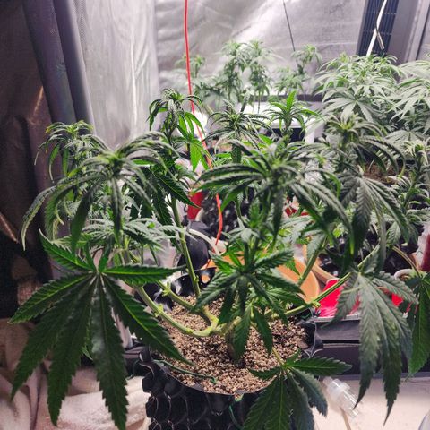 Juicy Fruit #1 growlog photo: Defoliate before flower 