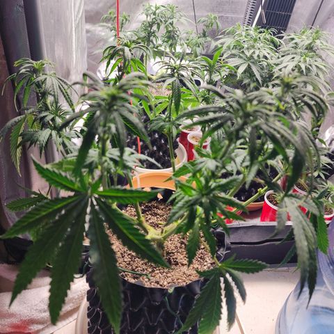 Juicy Fruit #1 growlog photo: Defoliate before flower 