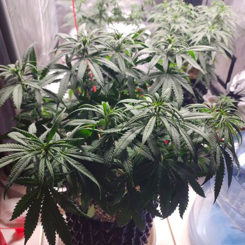 Juicy Fruit #1 growlog photo: Defoliate before flower 