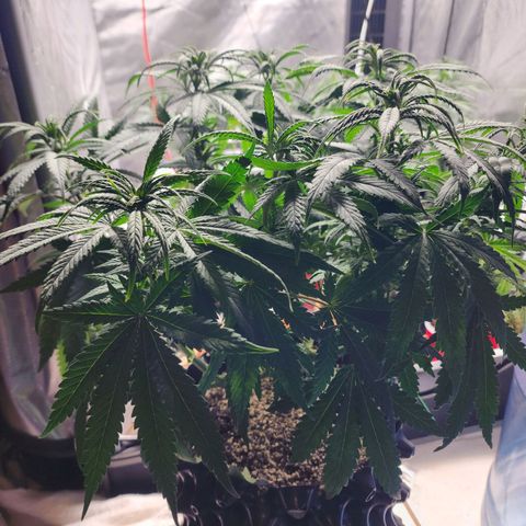 Juicy Fruit #1 growlog photo: Defoliate before flower 