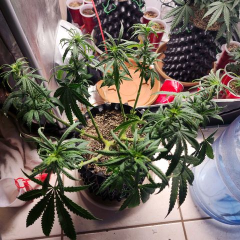Juicy Fruit #1 growlog photo: Defoliate before flower 